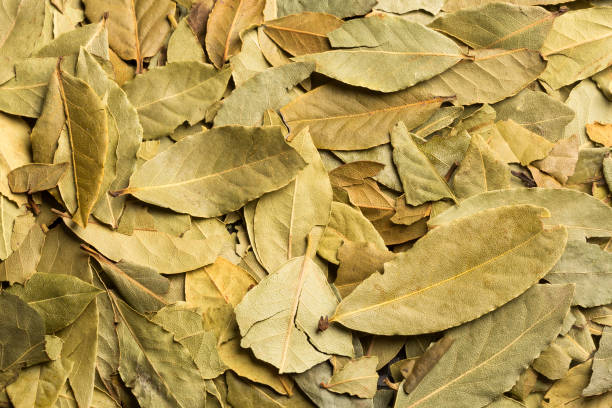 feuilles de laurier séchées-laurus nobilis. fond de bois - nobilis photos et images de collection