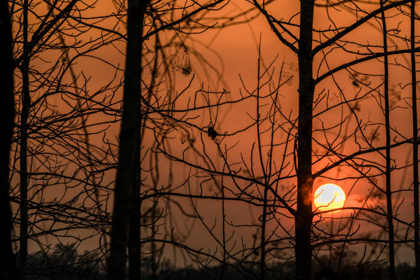 istock The silhouette of the branches at sunset. 1150296729
