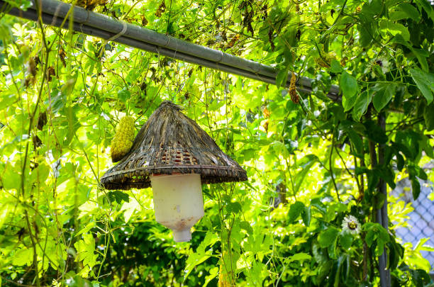 istock Agricultural fly trap in the farm. 1150297741
