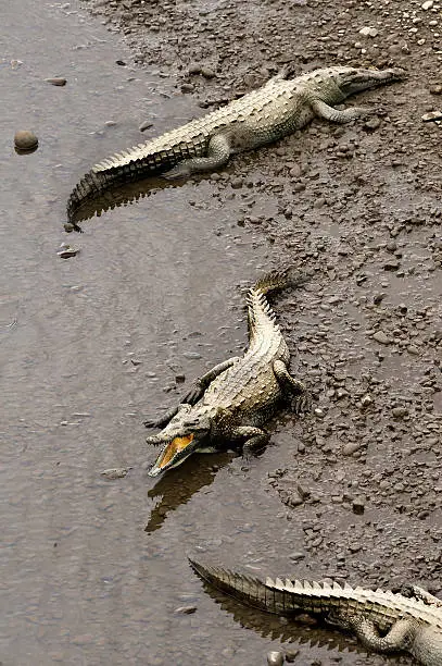 Photo of crocodiles in the wild