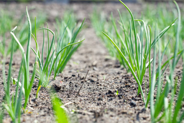young organic onion beds grow in rows in the garden on the farm