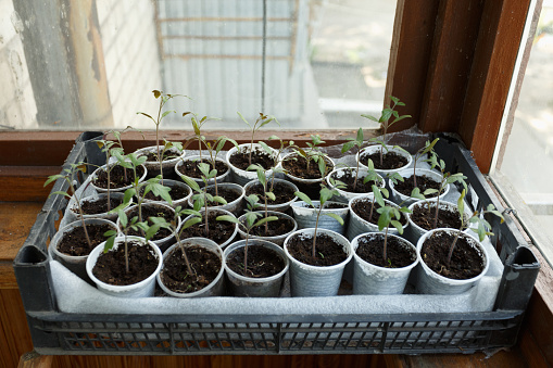 Tomato seedlings in the plastic pots, close up