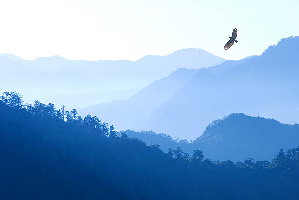 Águia voando sobre as montanhas em névoa da manhã - foto de acervo