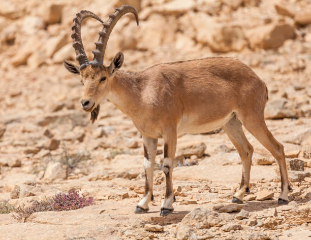 istock Nice view of Nubian ibex goat 1150300664