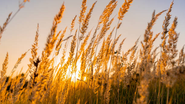 istock Golden Summer Sunset 1150300871