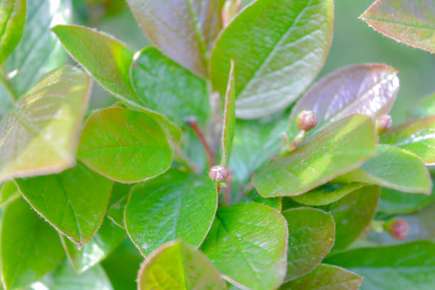 istock Nature in springtime with young leaves on bush branches 1150301028