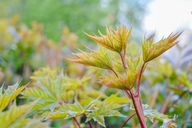 istock Maple tree branch with young blossoming leaves on blurred background in spring 1150301035