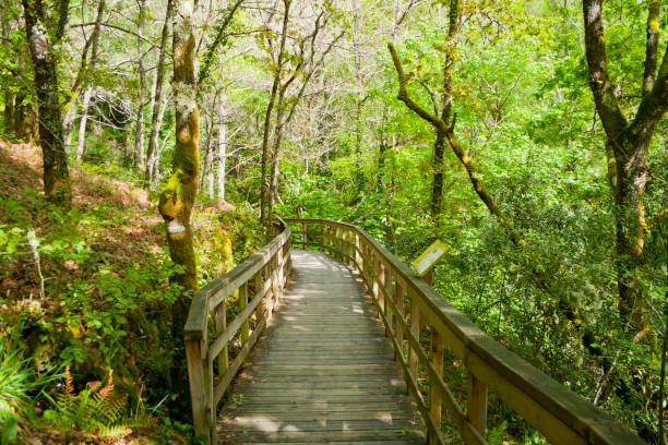 istock Wooden walkway walking through a forest on a sunny day. 1150301170