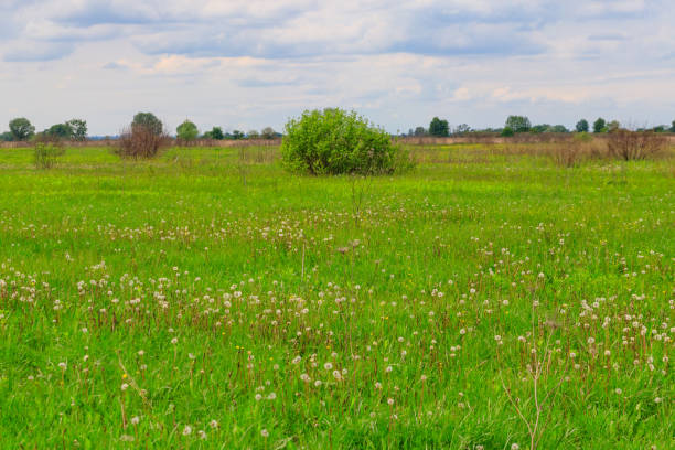 istock Spring landscape with green meadow, sky and trees 1150301484
