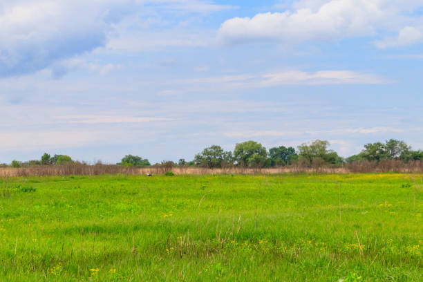 istock Spring landscape with green meadow, sky and trees 1150301487