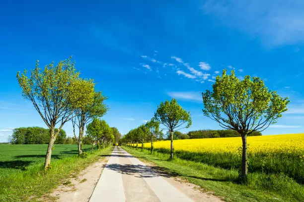 Road with trees on a canola field.