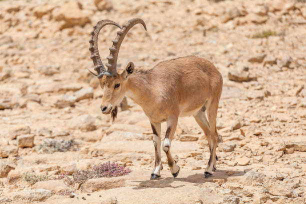 istock Nice view of Nubian ibex goat 1150303358