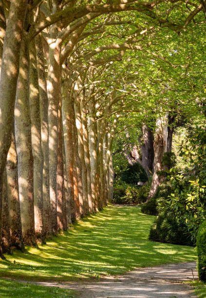 istock Walkway Lane Path With Green Trees in Forest. Beautiful Alley In Park. Pathway Way Through Forest 1150304554