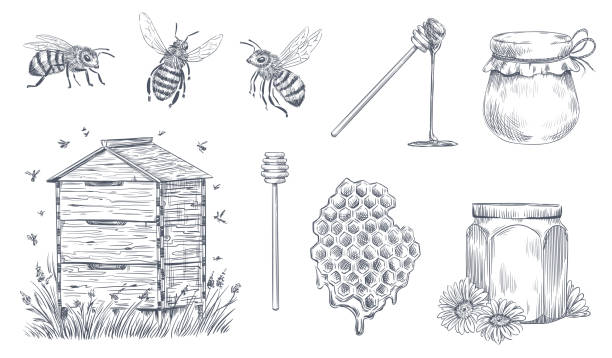 illustrations, cliparts, dessins animés et icônes de gravure de miel abeilles. l’apiculture dessiné à la main, vintage honey farm et abeille miel pollen vecteur illustration ensemble - inkpot