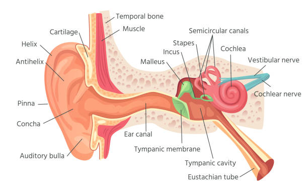 ilustraciones, imágenes clip art, dibujos animados e iconos de stock de anatomía del oído humano. orejas estructura interior, órgano de ilustración vectorial de audición - anatomy