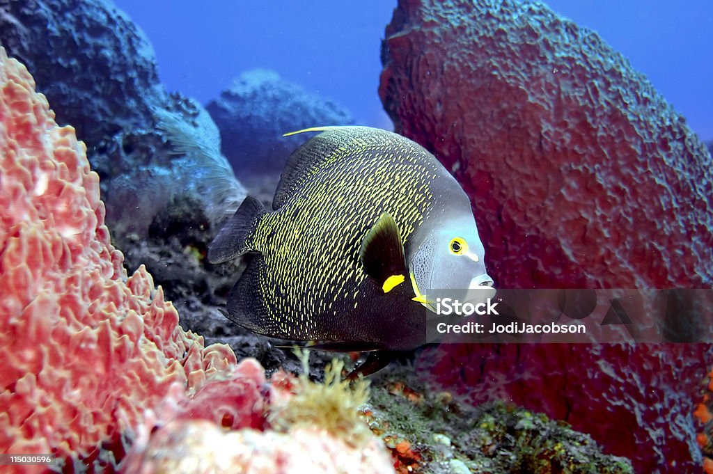 Pez Tropical de agua salada, gris Angel - Foto de stock de Gran Caimán libre de derechos