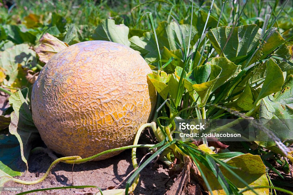 Agriculture: cantaloupe on the vine  Agricultural Field Stock Photo