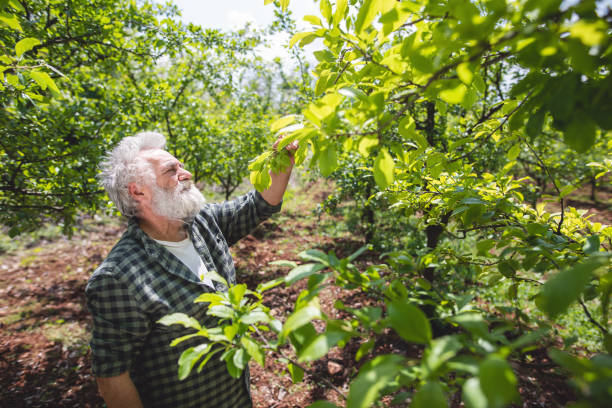 istock Senior farmer examining trees in a orchard 1150306332
