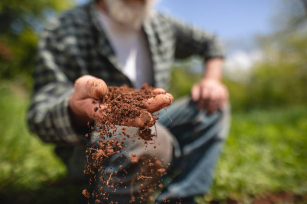 Senior farmer examining earth on his farm Hard working senior man examining earth on his farm on a sunny day. farmer hands stock pictures, royalty-free photos & images