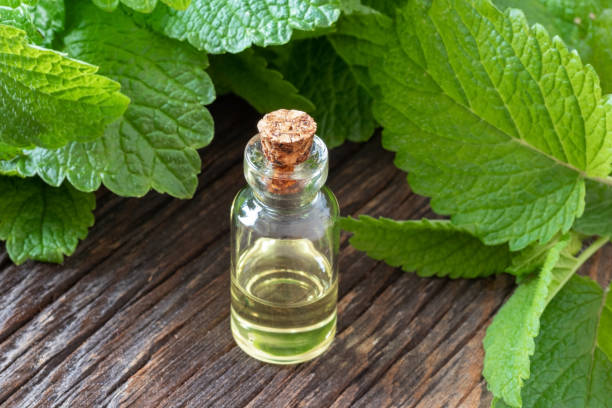 istock A bottle of melissa essential oil with fresh melissa 1150307839