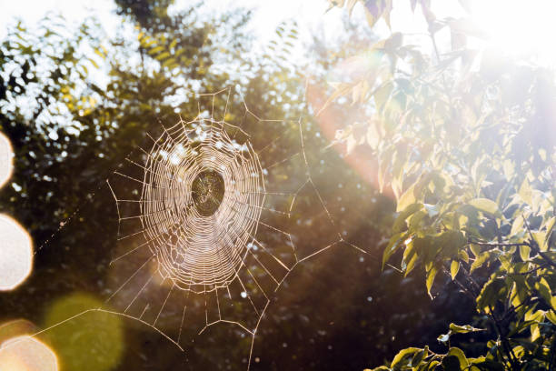 Spider's web in the evening sun.