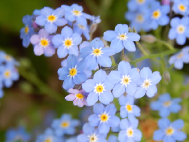 istock Closeup of spring blossoms in May 2019 1150308151