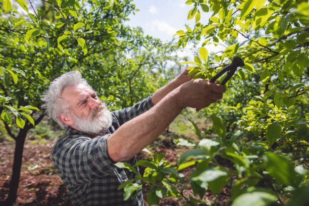 istock Bearded senior man pruning trees on a farm 1150308170