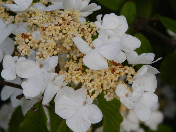 istock Closeup of spring blossoms in May 2019 1150308190