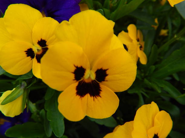 istock Closeup of spring blossoms in May 2019 1150308218