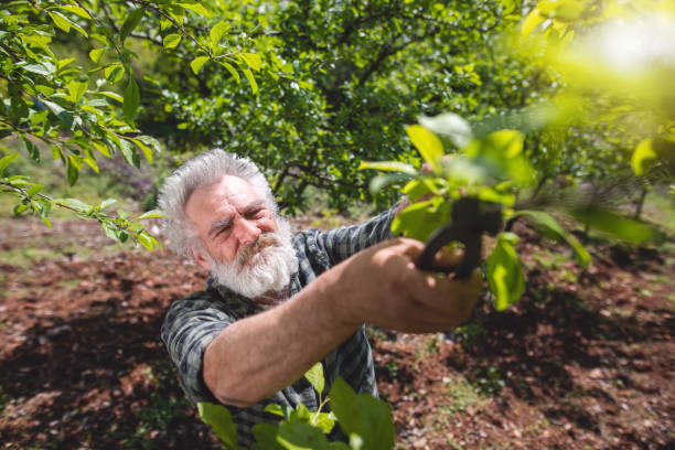 istock Senior man pruning trees on a sunny day 1150308764