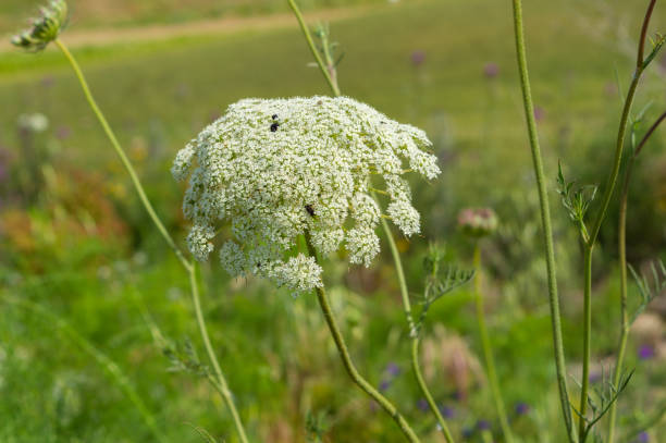 istock Close-up of Hemlock Flower Head, Conium Maculatum, Nature, Macro 1150310128