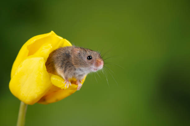 Adorable cute harvest mice micromys minutus on yellow tulip flower foliage with neutral green nature background Cute harvest mice micromys minutus on yellow tulip flower foliage with neutral green nature background prehensile tail stock pictures, royalty-free photos & images