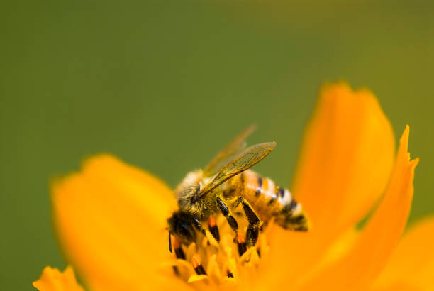 istock Spring single Cosmos flowers and bee 1150310790