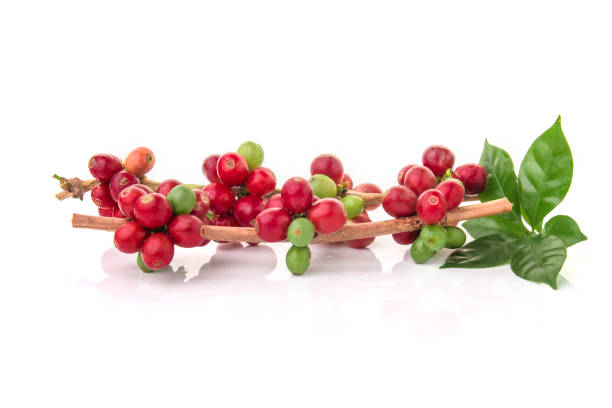 커피 나무, 흰색 배경에 고립 된 잘 익은 열매의 지점에 빨간 커피 콩 - 253 뉴스 사진 이미지