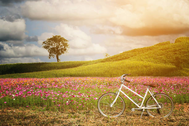 istock Bicycle with flowers field 1150311229