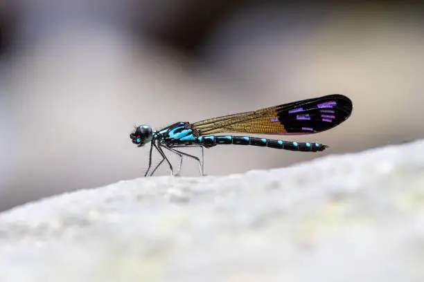 Photo of Portrait of damselfly - Common Blue Jewel (Rhinocypha perforata perforata)