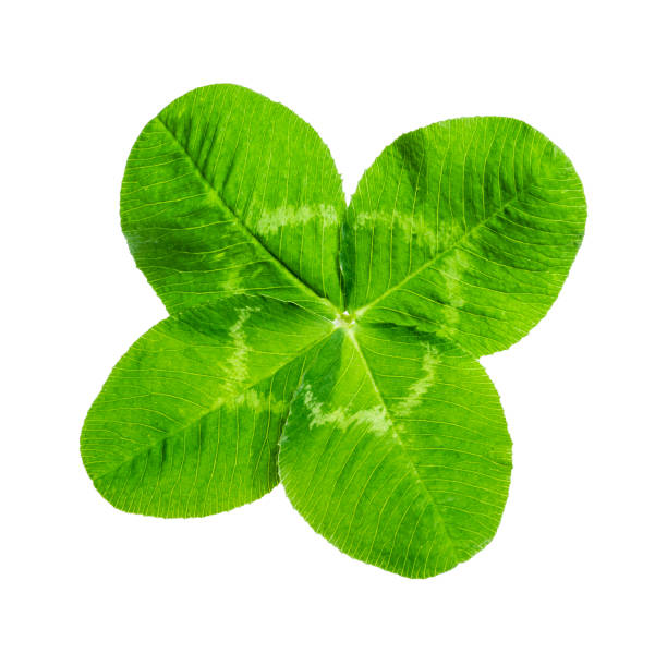 istock four-leaved Gloverlef isolated on white background 1150311592