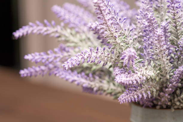 istock purple lavender flower close up 1150311636