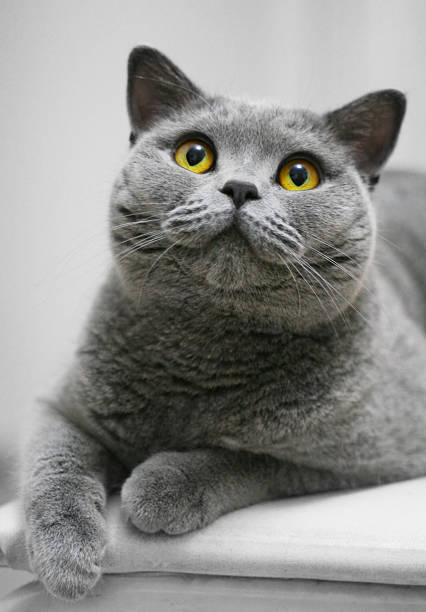 british à poils ras - blue cat photos et images de collection