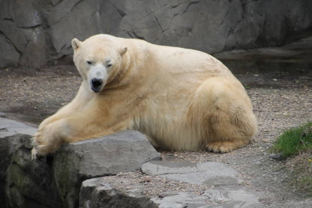 istock Bored polar bear in the zoo 1150312385