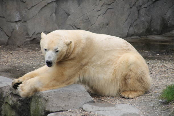 istock Bored polar bear in the zoo 1150312404