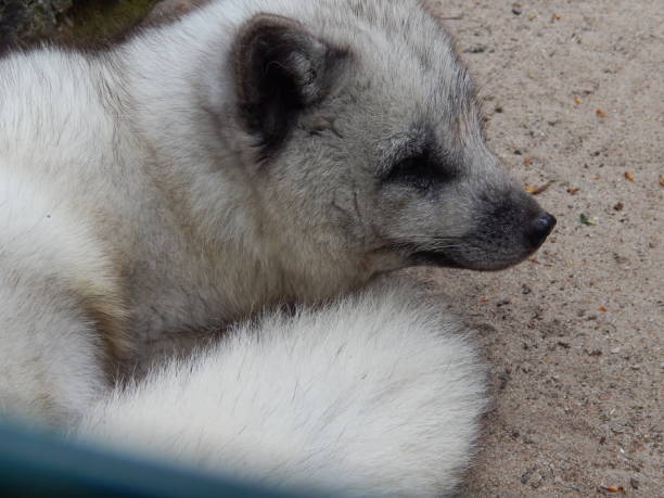 istock A sweet young polar wolf 1150312629