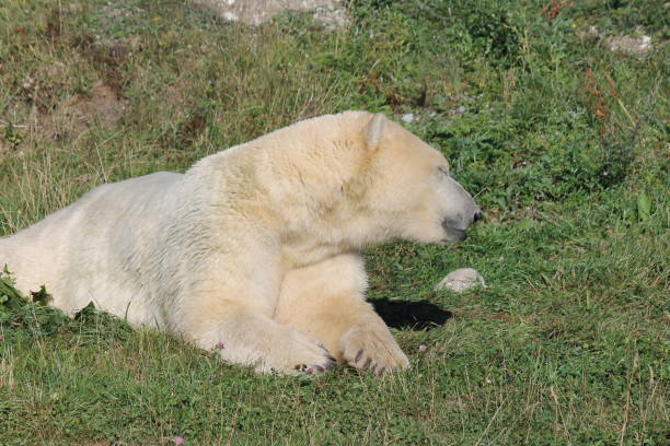 istock Bored polar bear in the zoo 1150312686