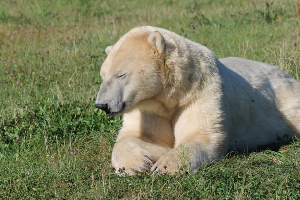 istock Bored polar bear in the zoo 1150312690