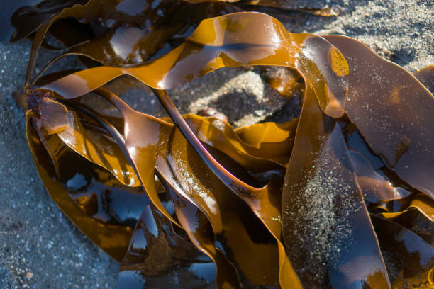 istock low tide exposed sea weed and rocks. 1150312868