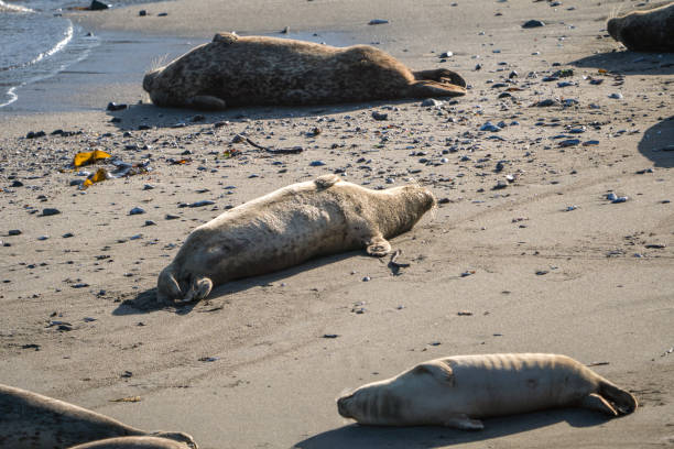 istock Group of harbor seals soaking up the sun on a sandy beach 1150313056