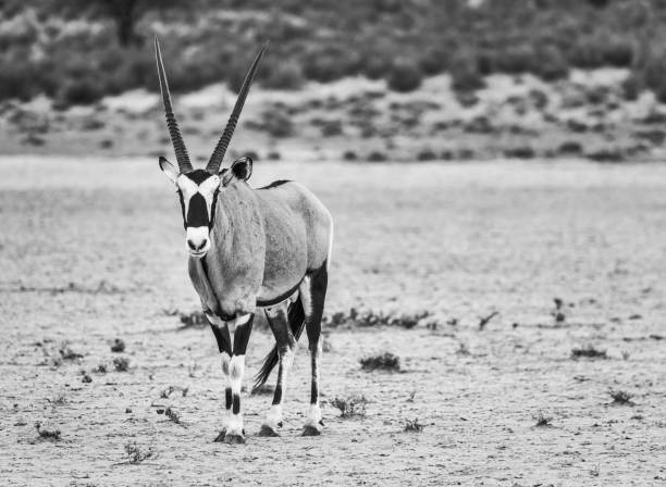 istock Gemsbok walking through the Kalahari desert. 1150313775