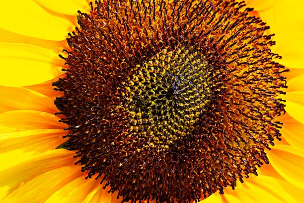 istock Closed up sunflower's petal and pollen. 1150313810
