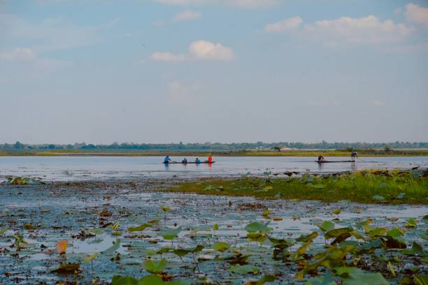 istock Water lilies and natural lake 1150313918