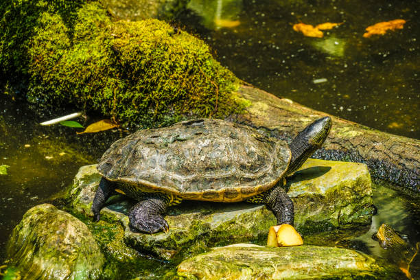 immagine del cooter dal ventre rosso della florida - 15796 foto e immagini stock